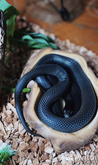 Змея. Королевская Нигрита. Самка