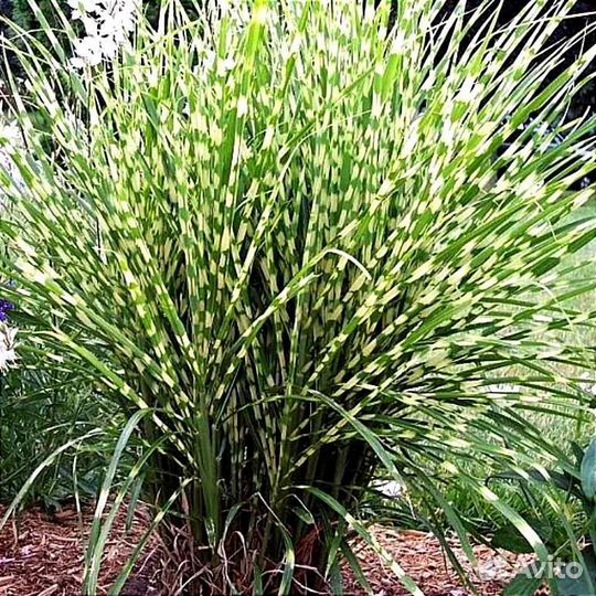 Злаки: Гном, Ред барон, Схизариум