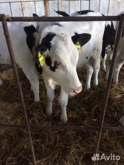 Подрощенные бычки