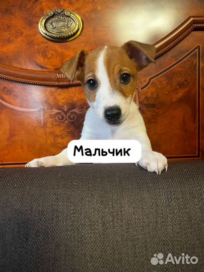 Щенки джек рассел терьер гладкошерстный