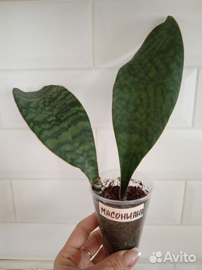 Сансевиерия