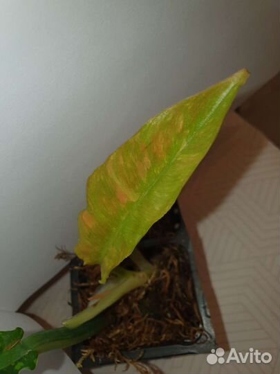 Филодендрон Golden crocodile, Ring of fire