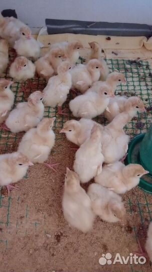 Индюшата Дамате