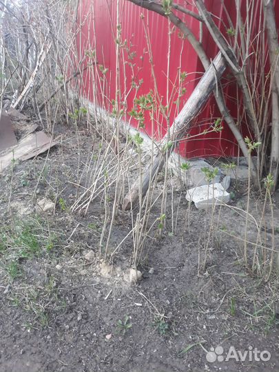 Сирень белая. Золотой корень, родиола розовая