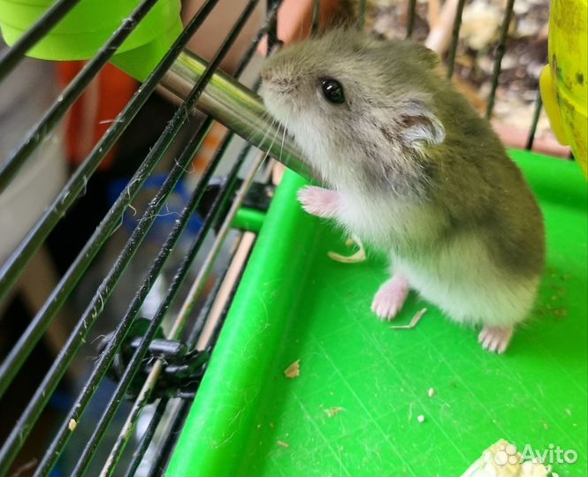 Джунгарский хомяк