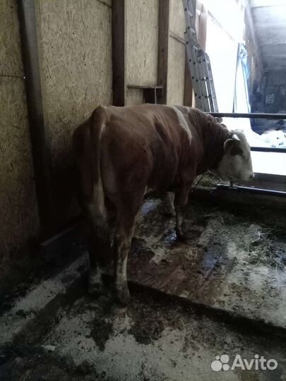 Быки и телки на мясо