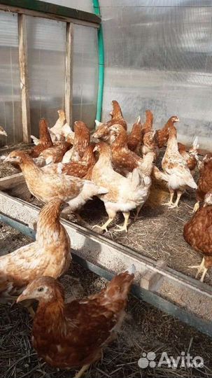 Куры несушки