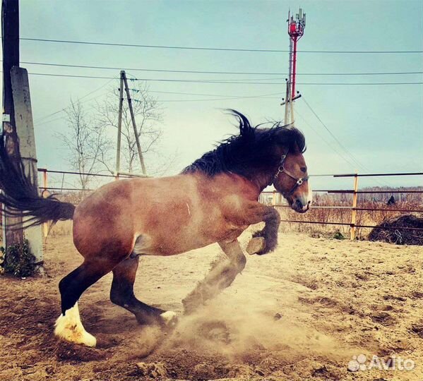 Продам жеребца