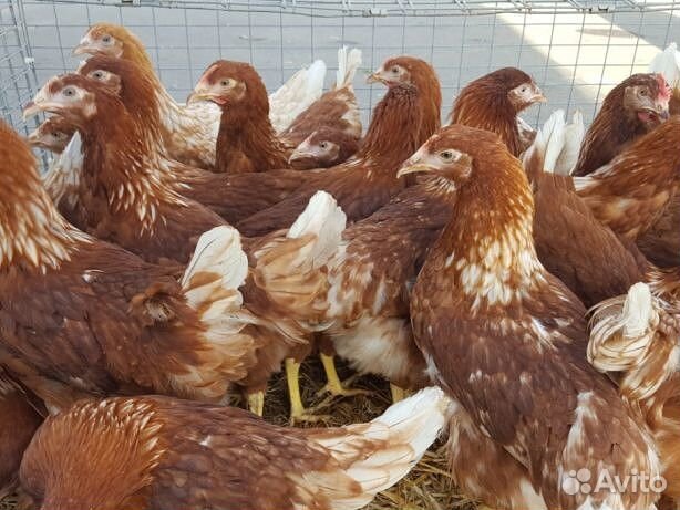 Молодка разных пород кур