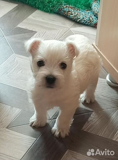 Вест хайленд уайт терьер