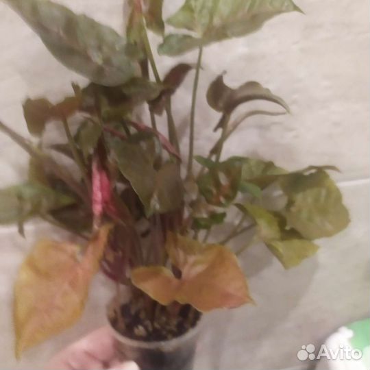 Сингониумы сортовые