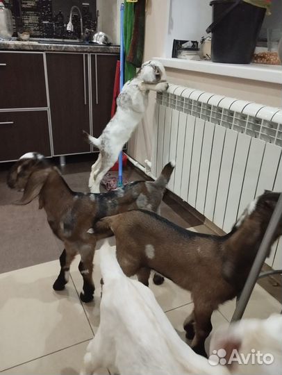 Нубийские козлята