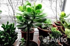 Денежное дерево - толстянка крассула