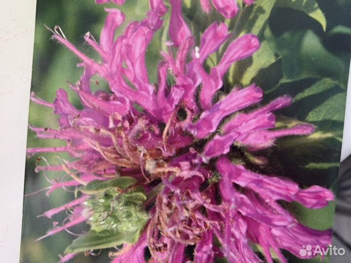 Монарда червона рута, лимонная