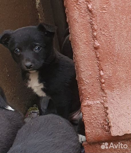 Пристроить щенков