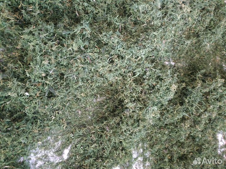 Укроп сушёный, лук