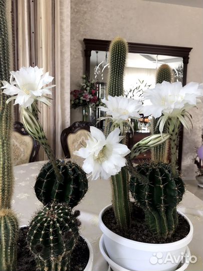 Кактус цветущий