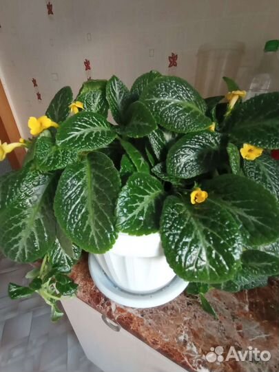 Эписция - светящийся цветок