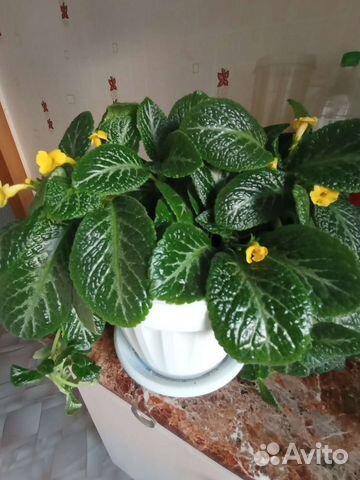 Эписция - светящийся цветок