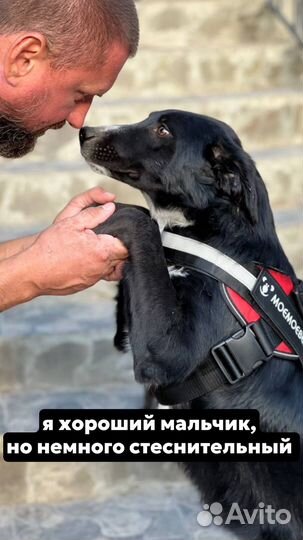 Собака мальчик даром
