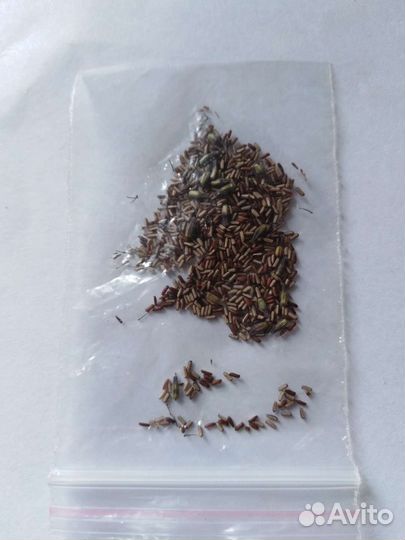 Вербена бонарская семена