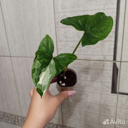 Комнатные цветы много разных