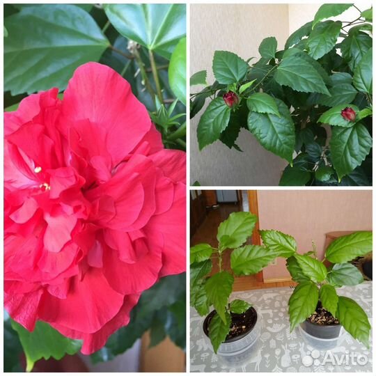 Гибискус китайская роза