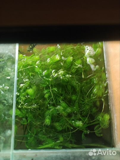 Растение и рыб