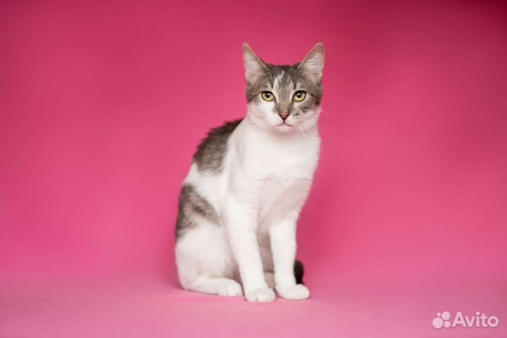Кошка в дар бесплатно