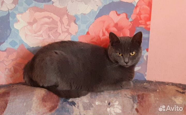 Дотти хочет домой