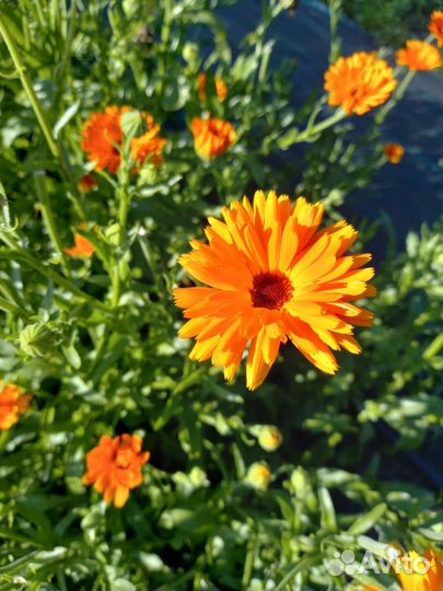 Травы для чая