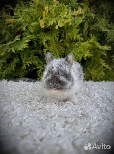 Мини домашние кролики