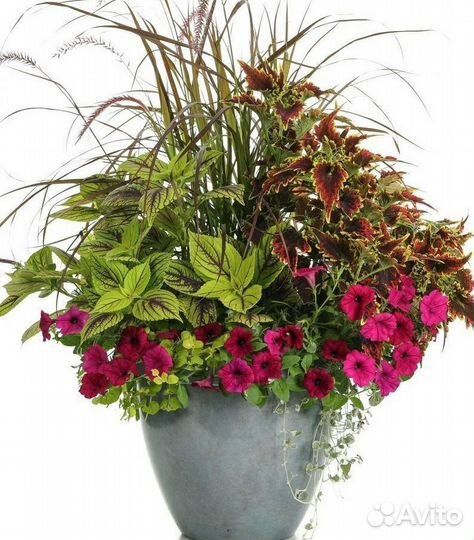 Колеусы сортовые вегетативные