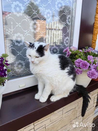 Кошечка Любаша ищет дом