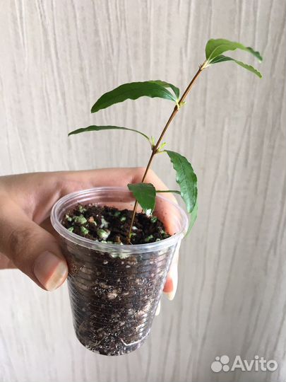 Гранат комнатный плодоносящий На-На