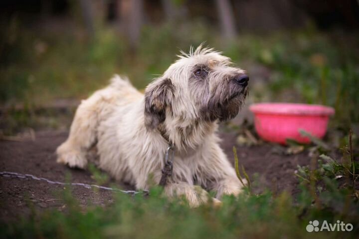Собака в добрые руки