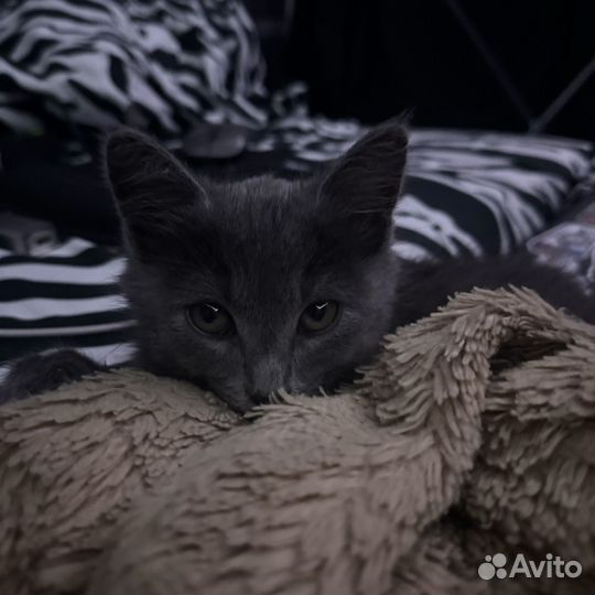 Котенок в добрые руки