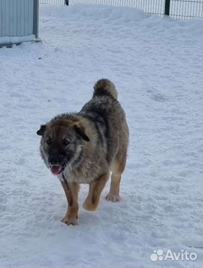 Собака для загородного дома в дар