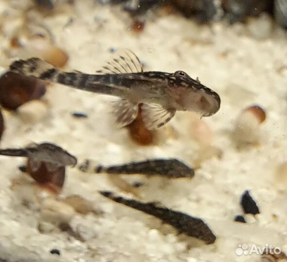 Сомики анциструсы