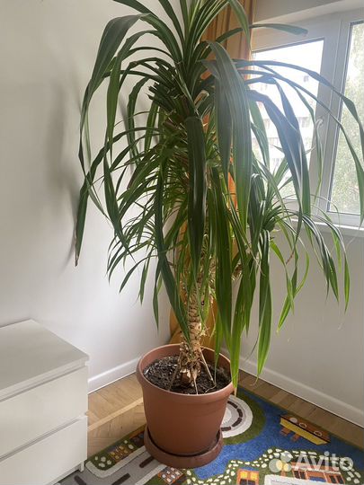 Пальма панданус