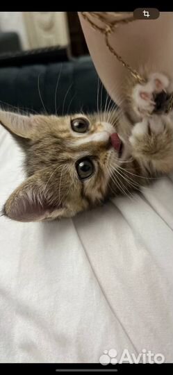 Кошка в дар бесплатно