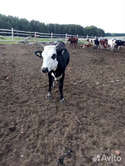 Продается телка