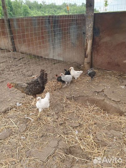 Куры несушки
