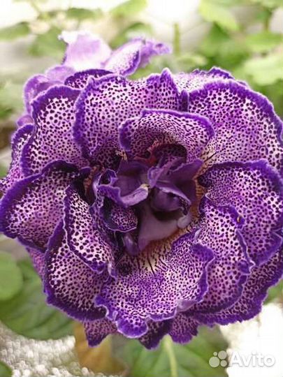 Комнатные цветы сортовые