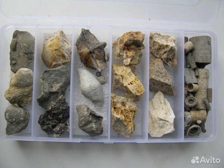 Окаменелости Калужской области