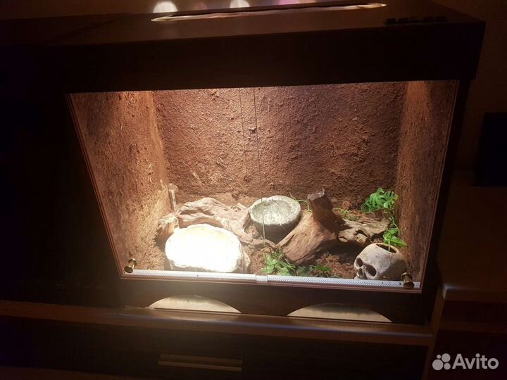 Террариум для ящерицы или хамелеона