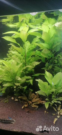 Аквариумные растения лимонник, папоротник, мох