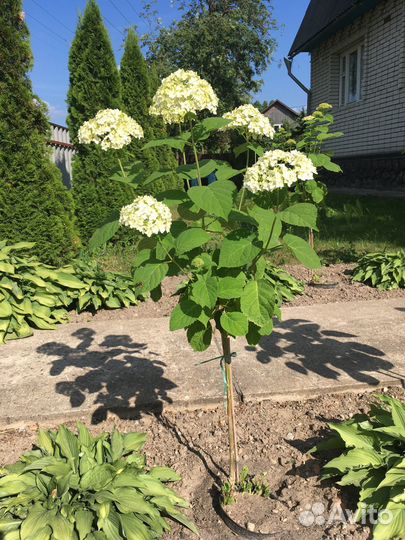 Гортензия древовидная на штамбе