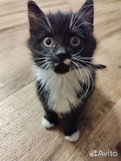 Котёнок в дар бесплатно