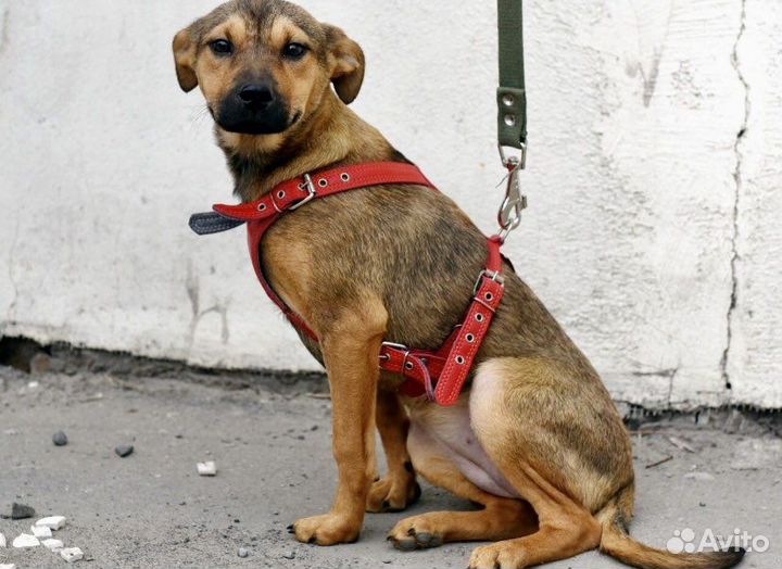 Собака для дружбы